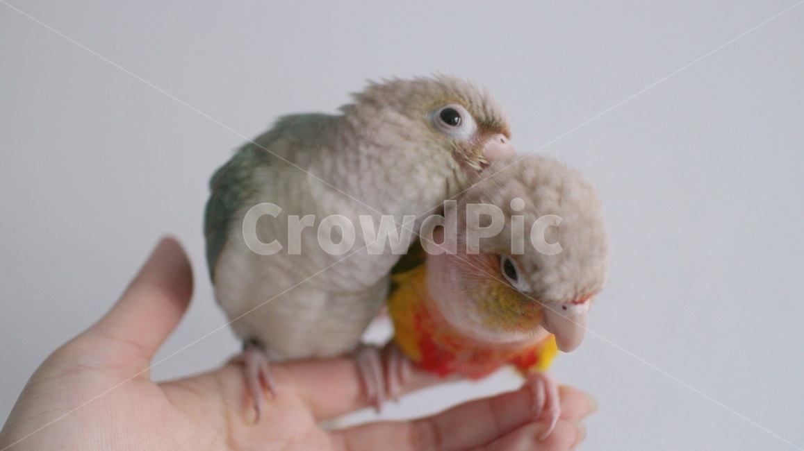 반려동물,애완동물,앵무새,새,동물,코뉴어,bird,parrot,animal