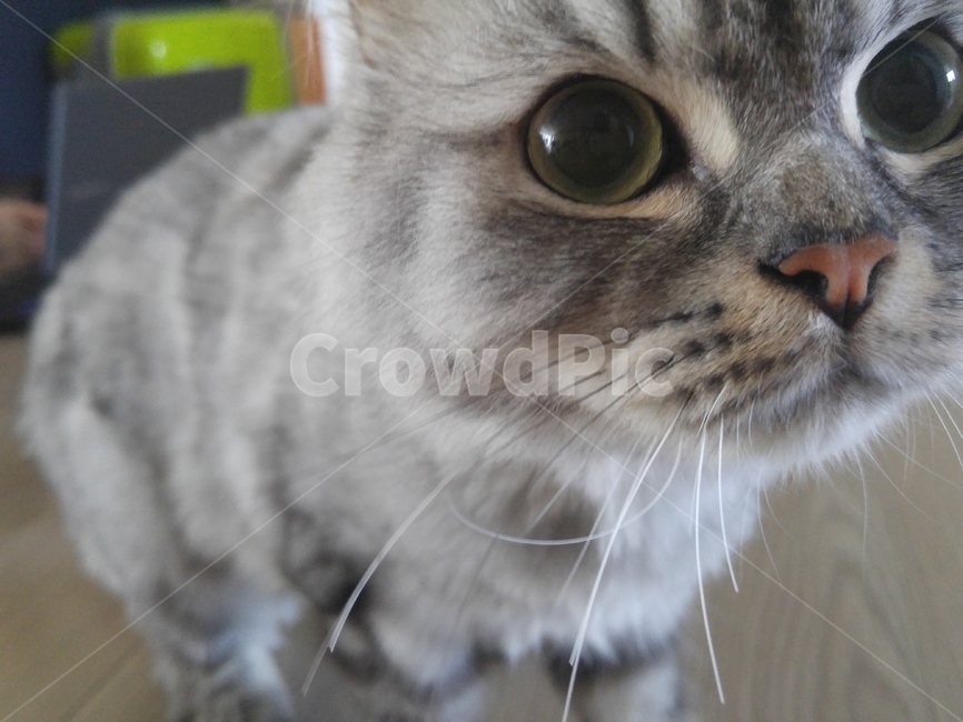 고양이접사,호기심,고양이,고양이얼굴,catcloseup,catclose,cat,housecat,pet,greycat,회색고양이,curiosity