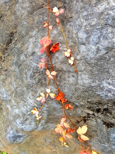 담쟁이,식물,빨강,가을,돌,가을,계절,fall,autumn,season,식물,자연,plants,nature,plant,leaf,잎