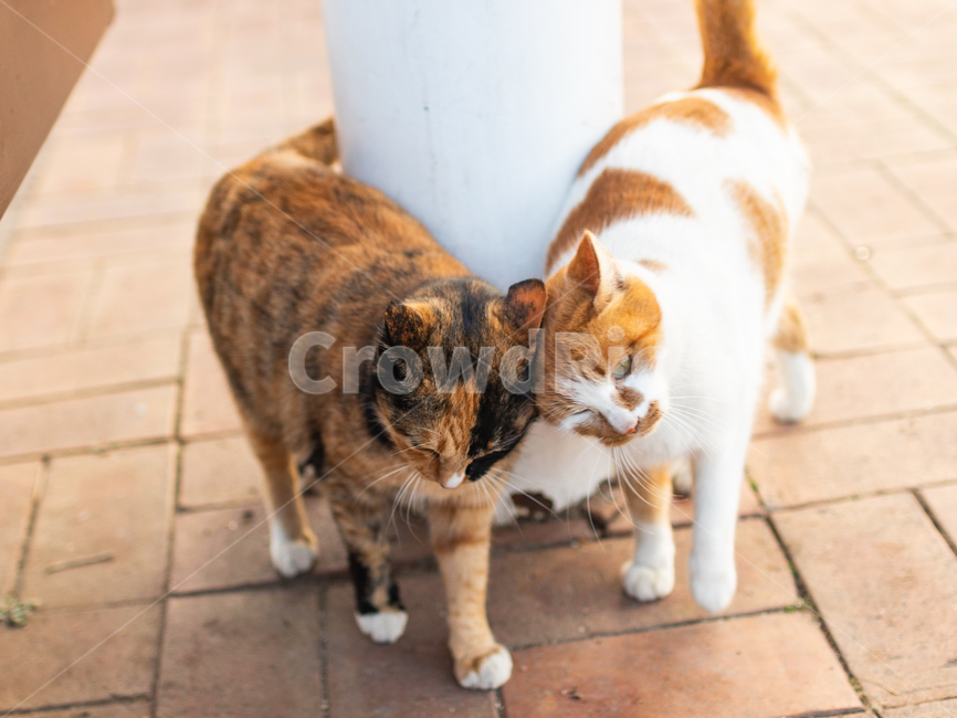 고양이,cat,동물,감성,색감,동물,animal,포유류,mammal,고양이,cat,kitten,kitty,연인,커플,사랑,lover,couple,친구,우정,friendship,companion