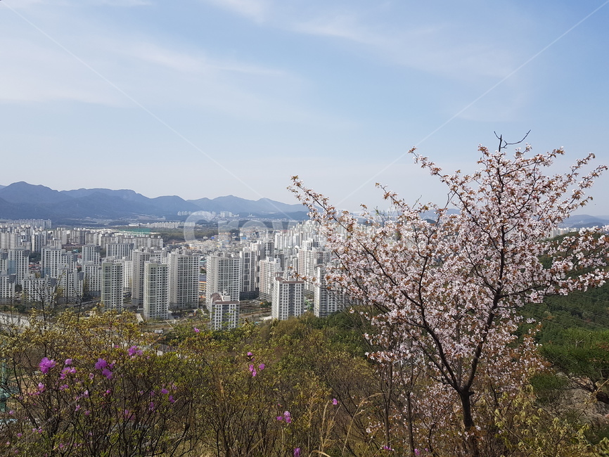 벚꽃,산,cherryblossoms,자연,풍경,봄,계절,spring,season,도시,풍경,city,landscape,한국도시풍경,한국도시경관,korea cityscape,plant,식물,blossom,꽃,flower