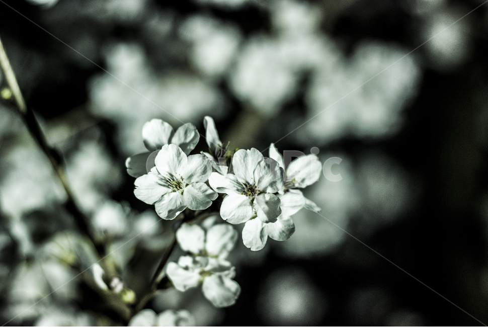 plant,식물,geranium,blossom,꽃,flower,cherryblossom