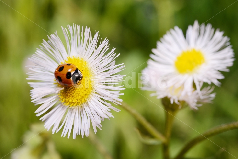 자연,접사,매크로,마이크로,곤충,Nature,closeup,macro,micro,insects,개망초,무당벌레,식물,자연,plants,nature,꽃,flower,동물,animal,곤충,벌레,insect,bug