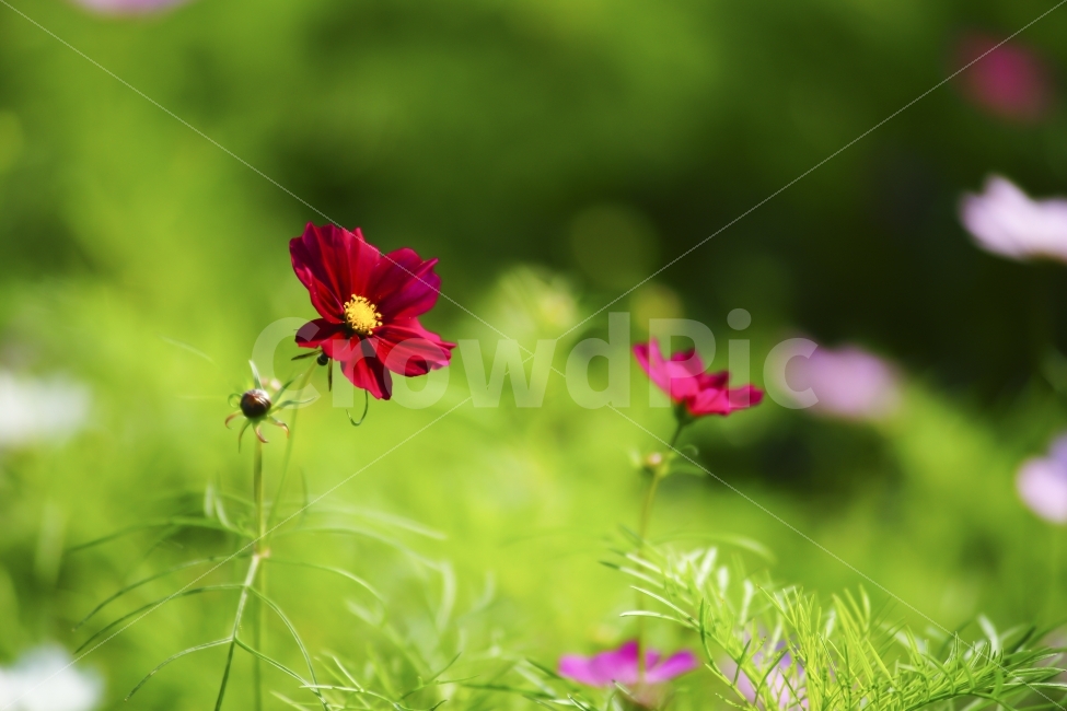 코스모스가을,녹색,붉은색,색감,봄,식물,자연,plants,nature,꽃,flower