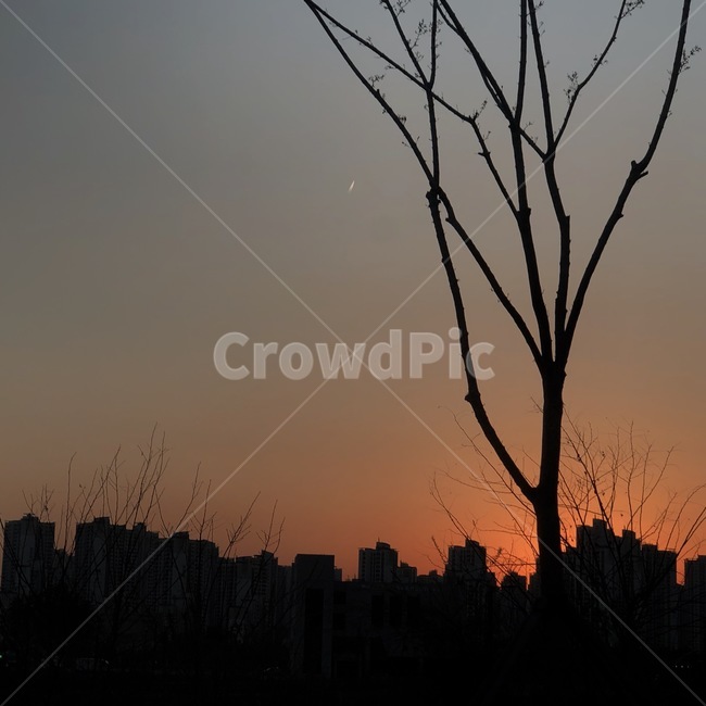 노을,역광,나무,일몰,해질녘
