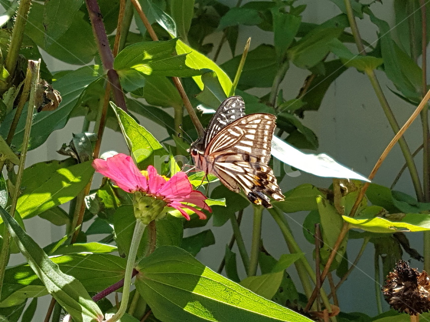 나비,insect,butterfly,animal,plant,꽃,곤충,벌레,insect,bug