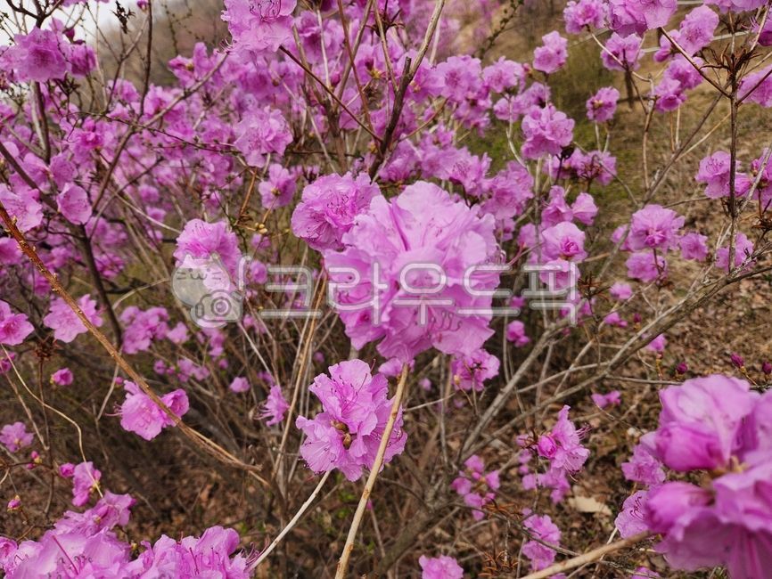 진달래,자연,진달래동산,부천진달래동산,원미산진달래
