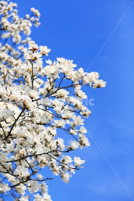목련,Magnolia,봄,사월,하늘,자연,꽃,풍경,봄,계절,spring,season,식물,자연,plants,nature,꽃,flower,plant,blossom