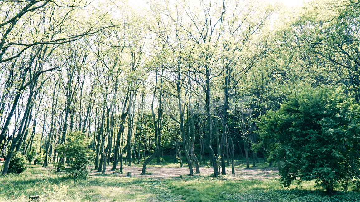 산,나무,숲,나뭇잎,잎,자연,풍경,nature,landscape,식물,plants,나무,trees,wood,휴식,힐링,rest,relaxation,healing,plant,tree,vegetation,초목,grove,작은 숲,outdoors,옥외,woodland,삼림지,forest,land,땅