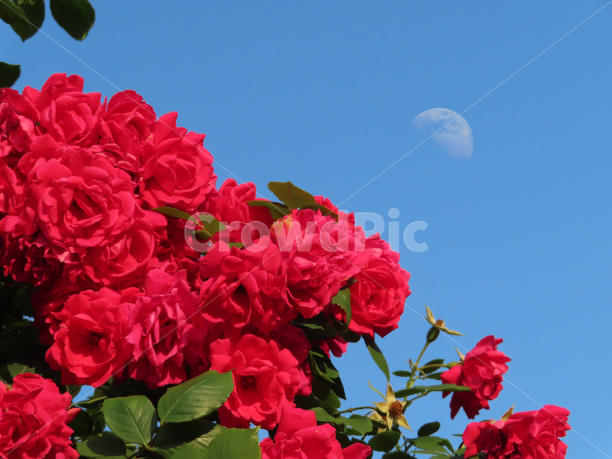 장미,장미꽃,달,아름다움,자연,식물,화려함,아침,roses,moon,beauty,nature,plants,flowers,morning