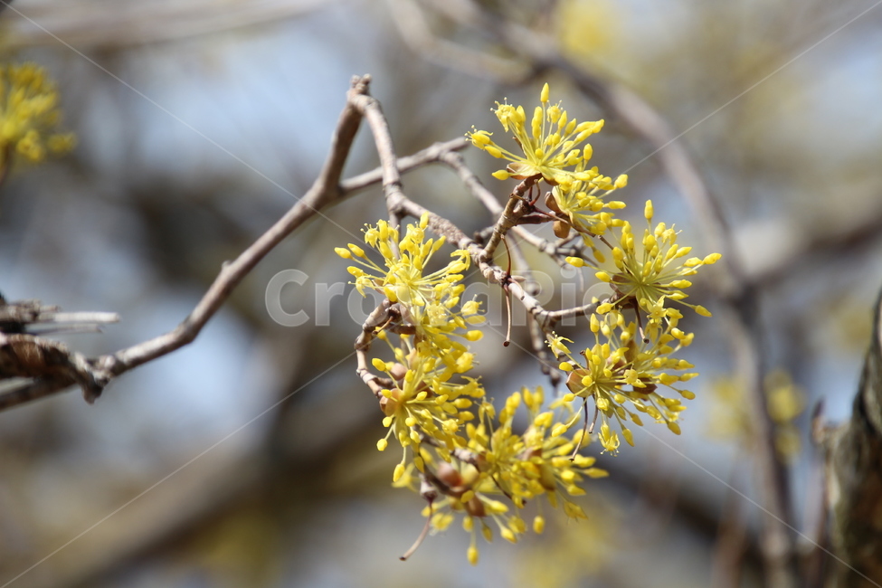 산수유,꽃,식물,층층나무,구례산수유,축제,노랑색,봄,계절,spring,season,식물,자연,plants,nature,꽃,flower,plant