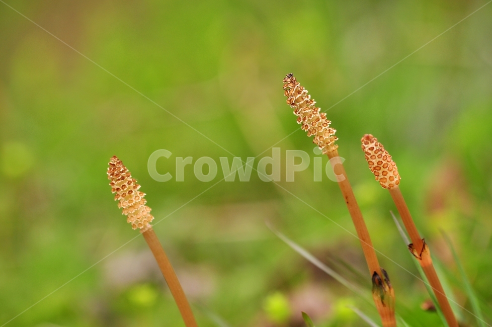 쇠뜨기,봄꽃,포자식물,감성,자연,식물,양치식물,봄날,spring,flowers,natural,green,초록,그린,녹색,배경흐림,들녘,야산,접사,마크로,클로즈업,macro,야생화,식물,자연,plants,nature