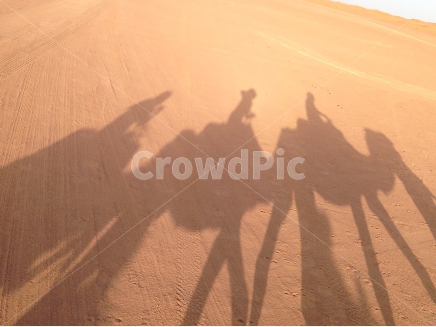 낙타그림자,낙타,그림자,사막,자연,camel,desert,shadow,camelshadow,nature,africa,아프리카