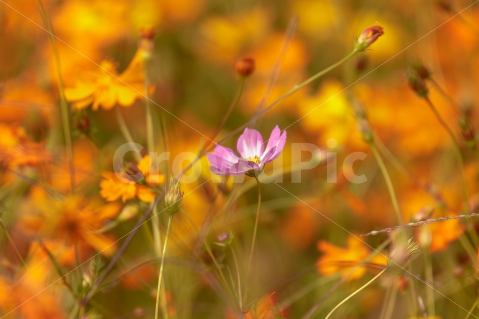 가을,꽃,코스모스,flower,자연,감성,가을,계절,fall,autumn,season,식물,자연,plants,nature,꽃,flower,감성,sensible,feeling,plant,blossom,geranium,제라늄