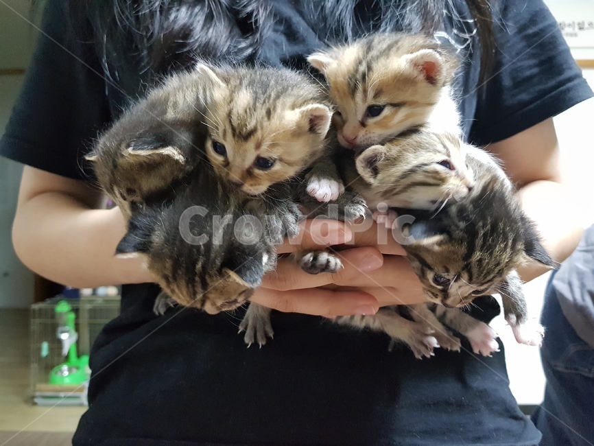 고양이,고양이새끼,pet,귀여운,귀여움,동물