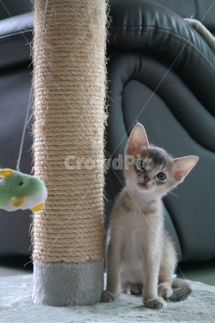 고양이,아비시니안,동물,냥이,반려동물,집고양이,아기,집사,시선,동물,animal,포유류,mammal,고양이,cat,kitten,kitty