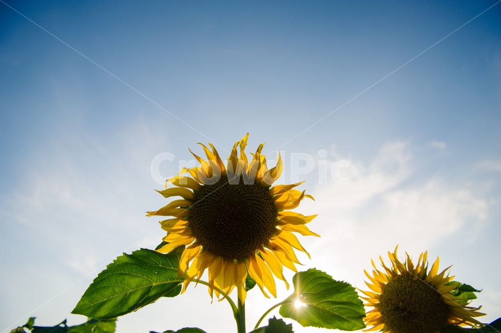 해바라기,빛,꽃,노랑,하늘,구름,감성,사진,감성사진,한국,식물,자연,plants,nature,꽃,flower