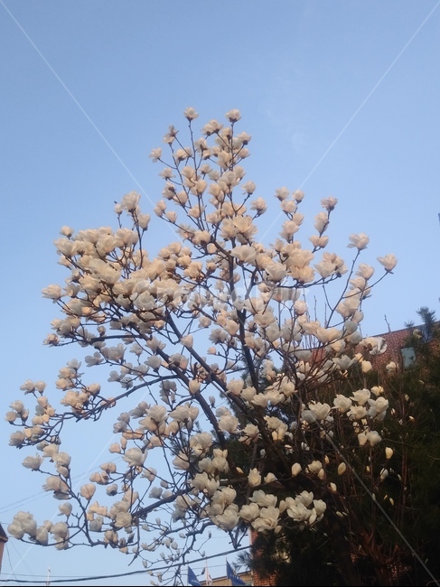 목련,흰꽃,봄,봄꽃,가지,나무,시즌,플라워,배경,풍경,야외,생화,식물,계절,spring,season,자연,plants,nature,flower,plant