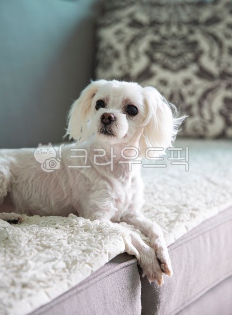 강아지,개,애완견,반려동물,애완동물,애완강아지,애완개,동물,짐승,푸들강아지,푸들,흰강아지,흰개,puppy,god,petdag,pet,pets,animal,poodle,poodlepuppy,하얀강아지,하얀개,whitepuppy,whitedog