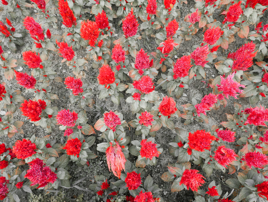 자연,꽃,봄,flower,빨강,식물,자연,plants,nature,꽃,flower