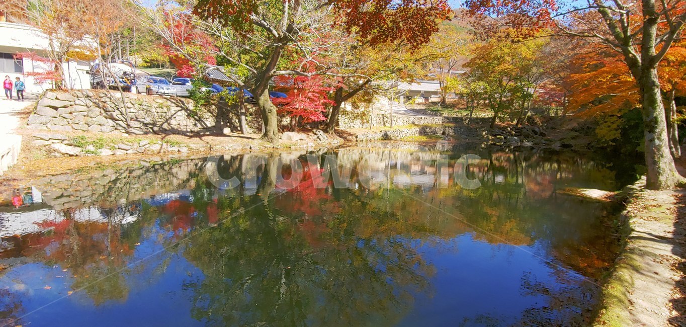 절,한국,korea,plant,식물,단풍,maple,nature,tree,나무,자연,water,물