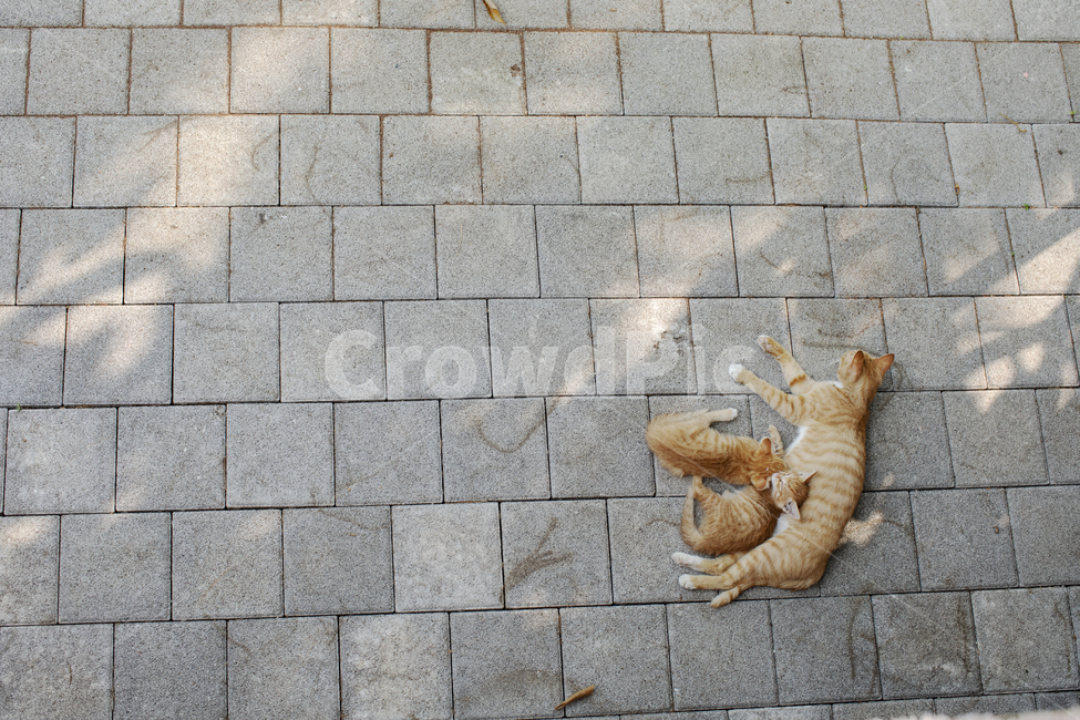 고양이,고양이가족,마당,배경화면,휴식