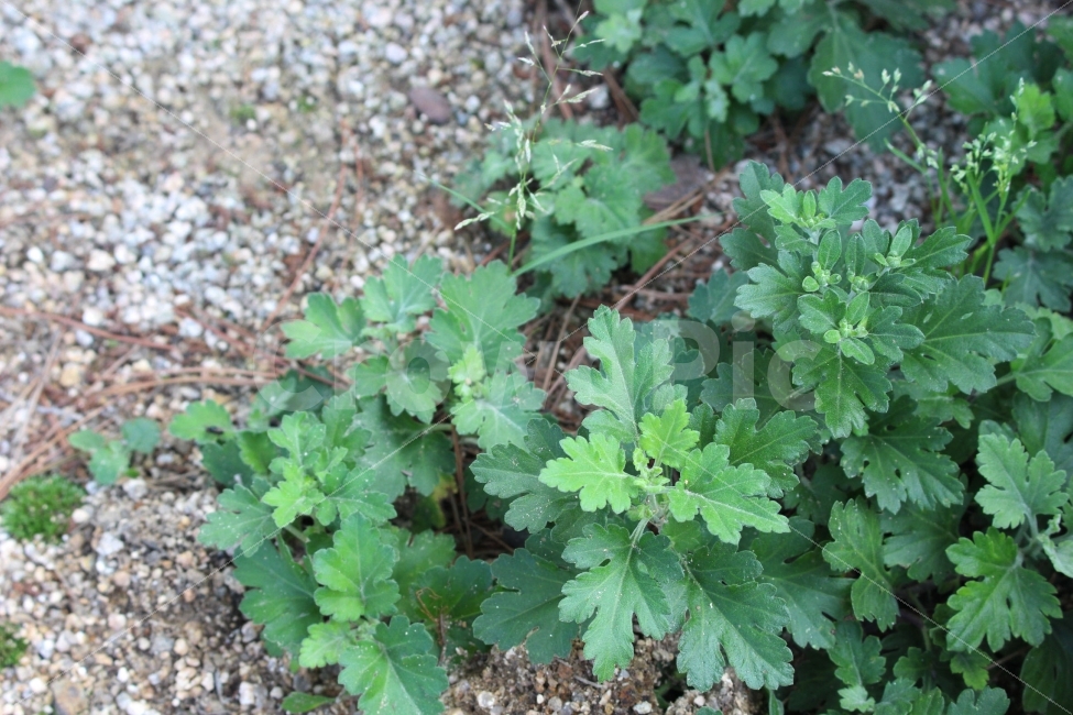쑥,나물,잡초,풀,잔디,초록,초록색,식물,자연,야외,공원,정원,식물,자연,plants,nature