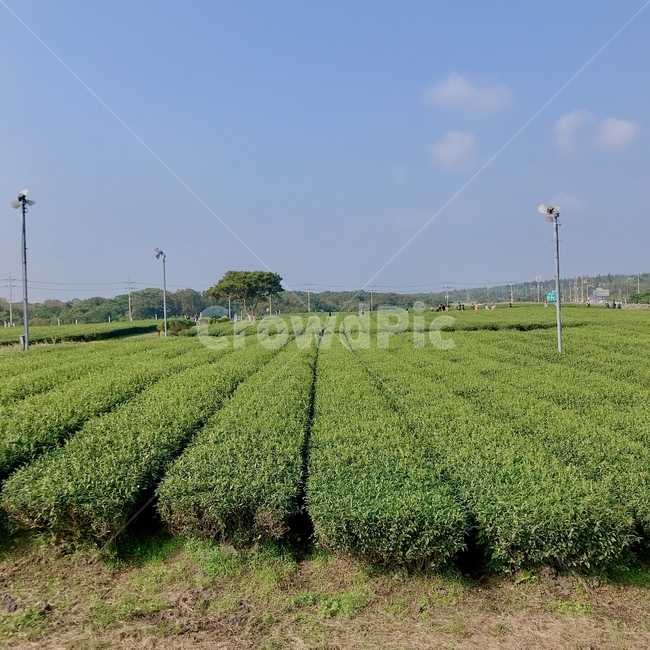 녹차밭,녹차밭하늘,제주도녹차밭,녹차,녹차밭가을,초록,green,greentea,greenteafarm,greenteafield