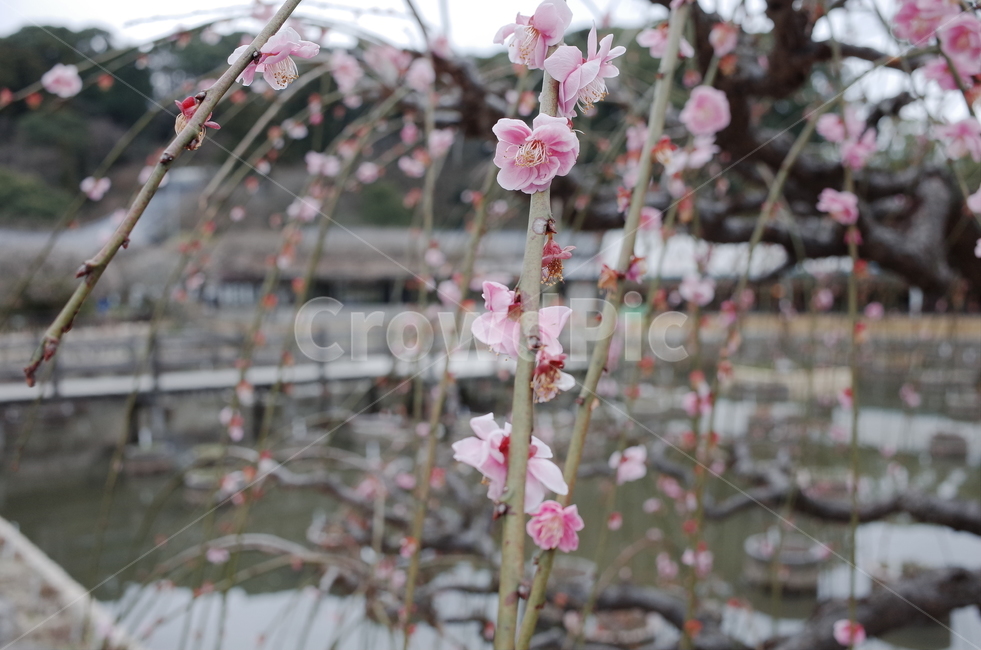 plant,식물,blossom,꽃,연못