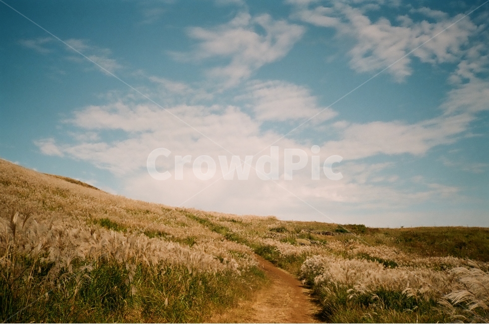 가을,제주도,갈대,오름,필카,필름카메라,가을,계절,fall,autumn,season,자연,풍경,nature,landscape,감성,sensible,feeling,outdoors,옥외,field,들,grassland,목초지