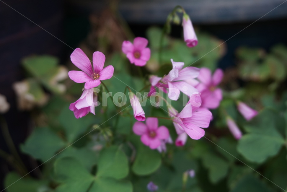 식물,꽃,나팔꽃,flower,plant