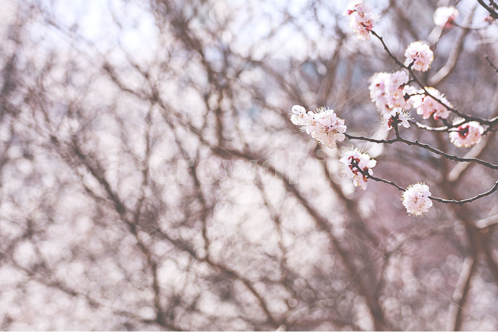 봄,꽃,매화,landscape,spring,flower,plumblossom,봄,계절,spring,season,plant,식물,blossom