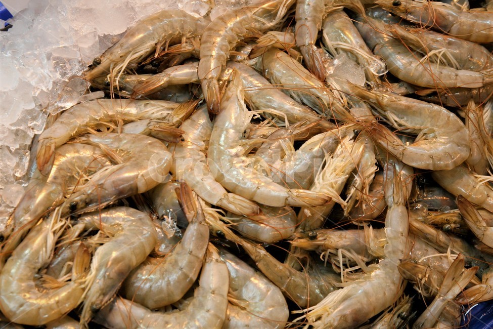 자연산,새우,대하,수산시장,생새우,음식,식재료,요리,food,cook,meal,dishes,food reserves,수산물,해산물,fishery products,seafood