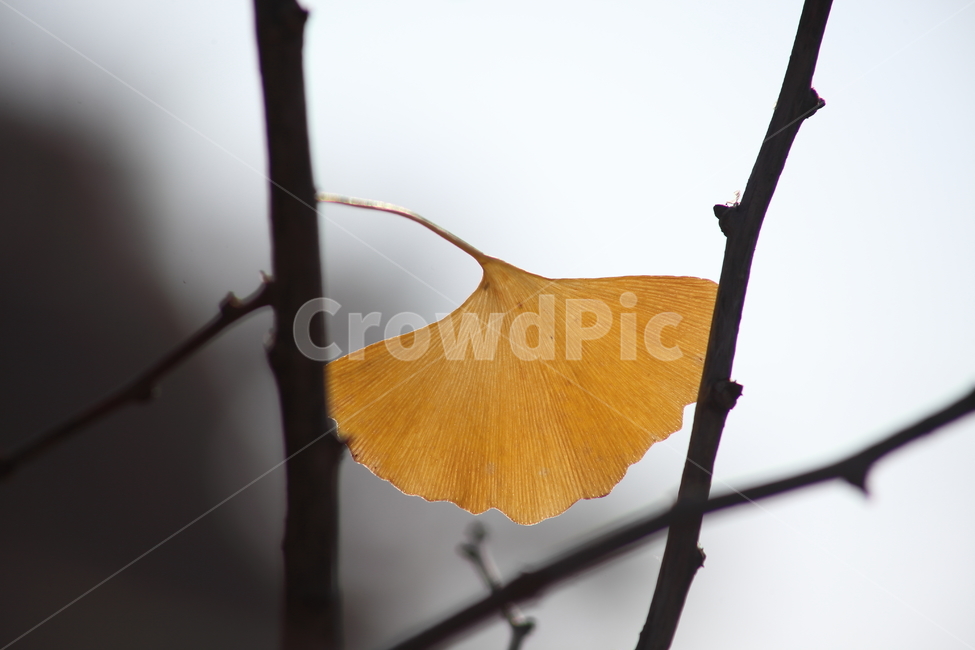 가을,은행나무,단풍,식물,maidenhairtree,가을,계절,fall,autumn,season,leaf,잎,plant