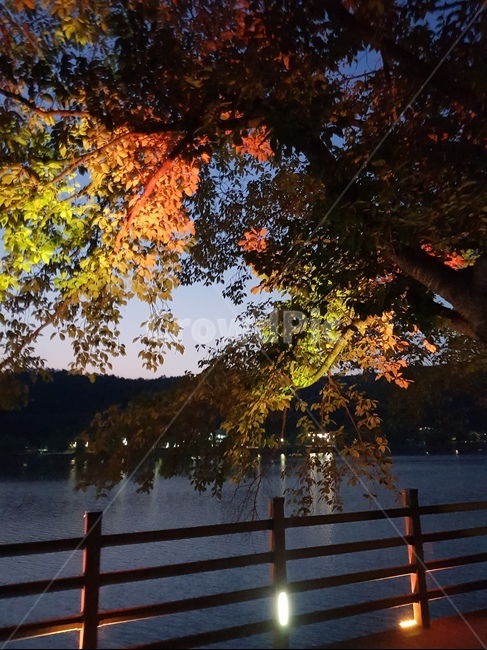 식물,나무,tree,안동,plant,자연,풍경,nature,landscape