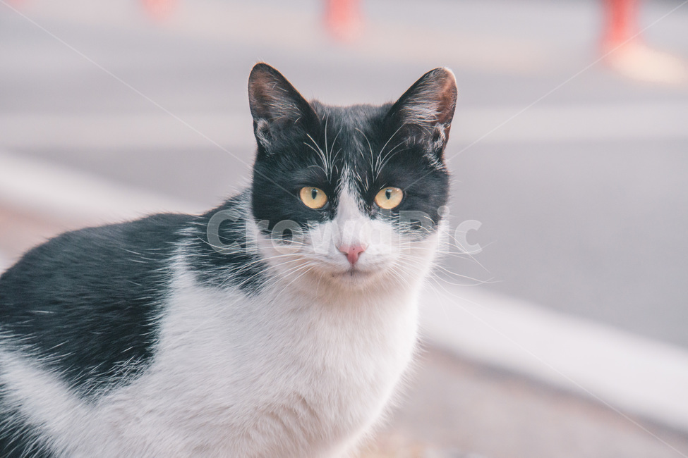 pet,애완동물,고양이,cat,동물,길냥이,동물,animal,포유류,mammal,고양이,cat,kitten,kitty