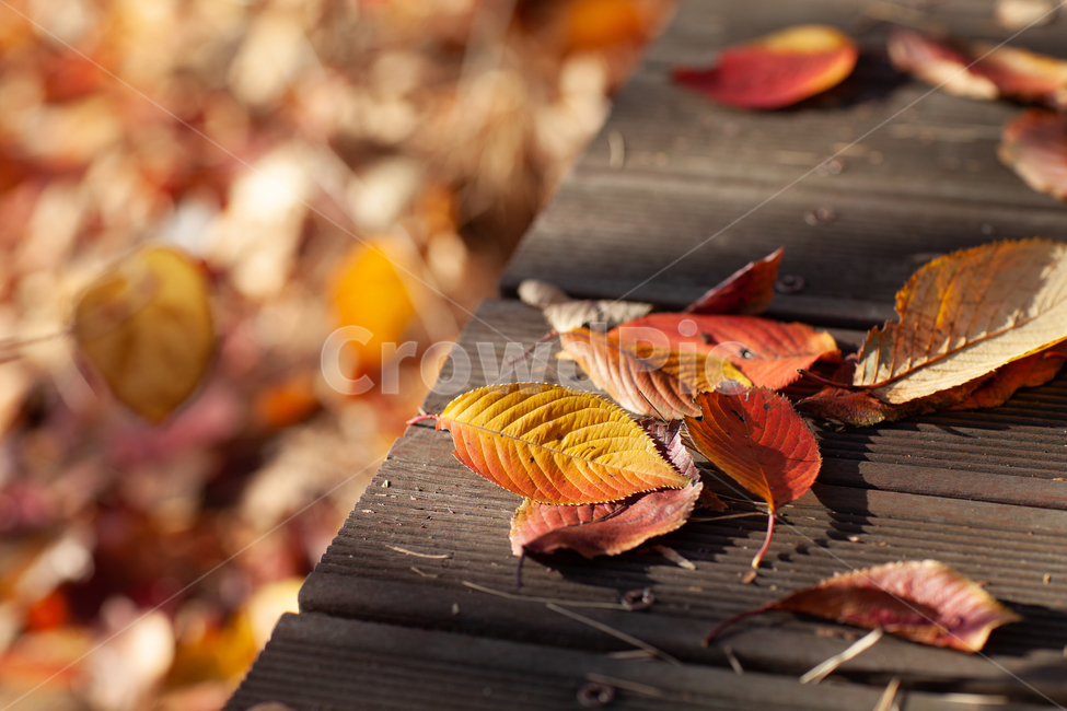 잎,식물,나무,낚엽,가을,단풍,늦가을,가을,계절,fall,autumn,season