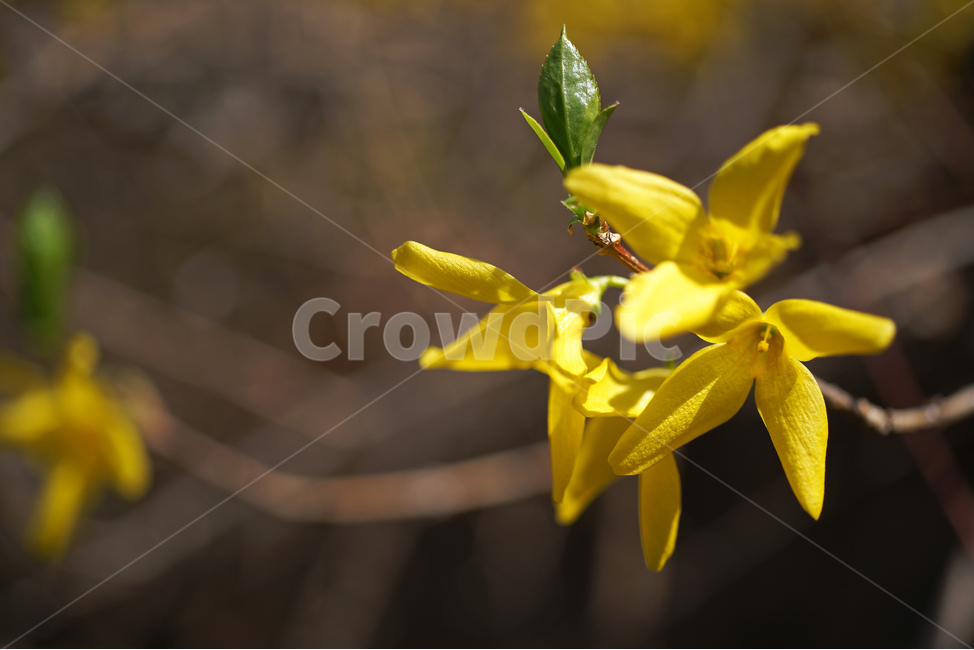 개나리,개나리꽃,봄,식물,노란색,영춘화,봄꽃,식물,자연,plants,nature