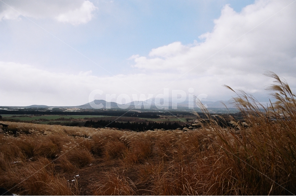 제주도,오름,갈대,필름카메라,풍경,산,배경,자연,필카,자연,풍경,nature,landscape,한국자연풍경,한국자연경관,korea nature landscape,grass,잔디,plant,식물
