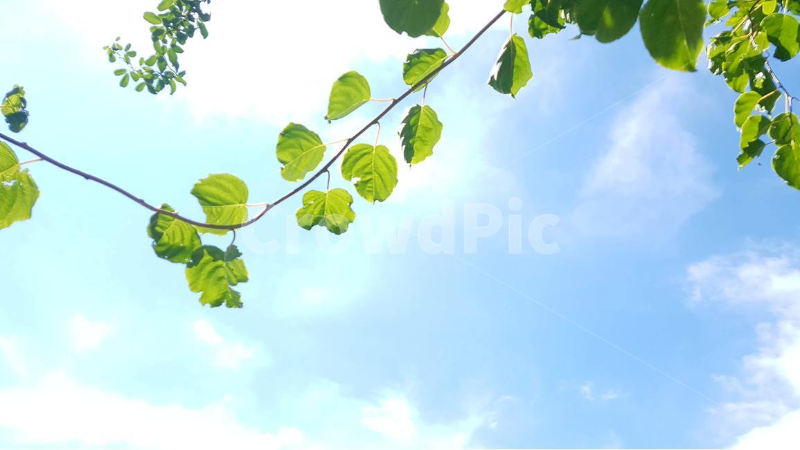 하늘,나무잎,구름,바람,바탕화면,식물,자연,plants,nature