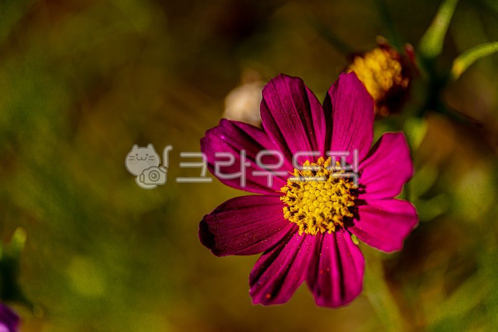 꽃,코스모스,가을,가을꽃,autumn,fall,cosmos,flower,10월,october,자연,nature,식물,plants,접사,클로즈업,closeup,macro,꽃잎,petal,floralleaf