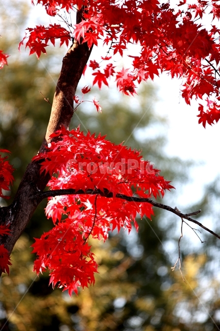나무,단풍,나뭇잎,leaf,plant,식물,tree,가을,계절,fall,autumn,season