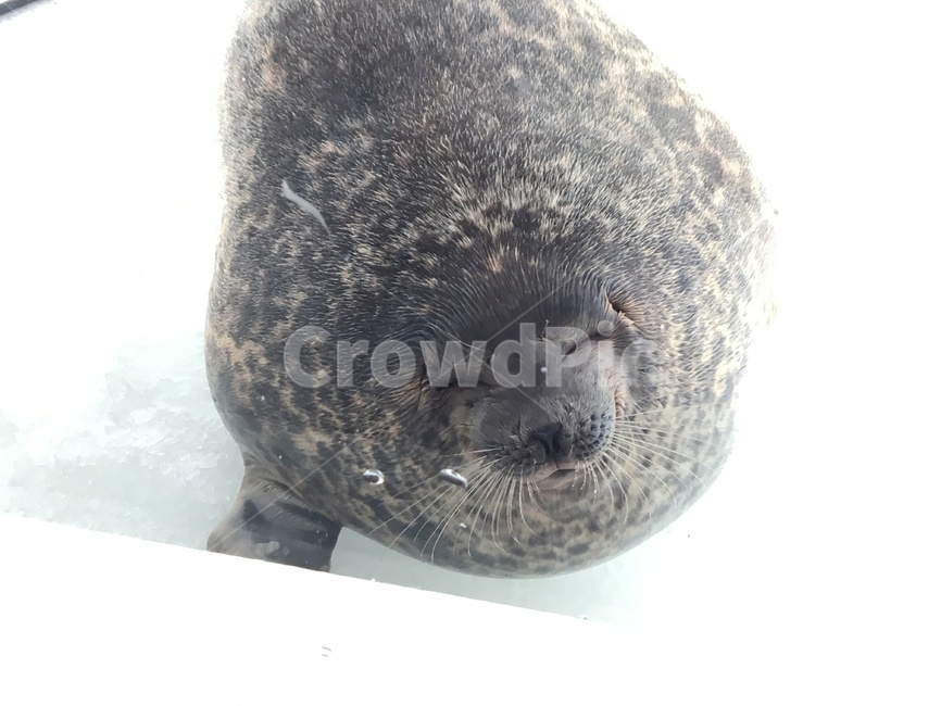 동물,바다사자,귀여운동물,해양동물,바다동물