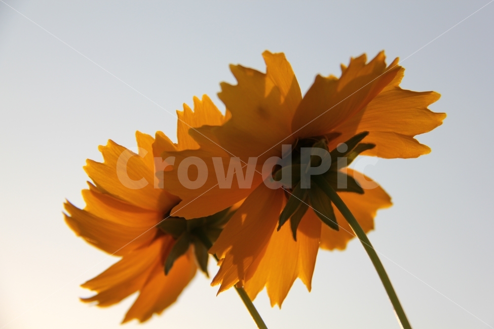 꽃,노란꽃,뒷태,한송이,꽃한송이,들꽃,감성,풍경,식물,자연,plants,nature,꽃,flower
