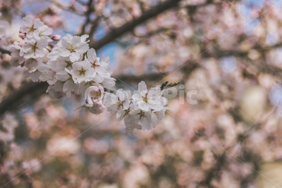 식물,blossom,꽃,벚꽃,flower,식물,자연,plants,nature,꽃,flower