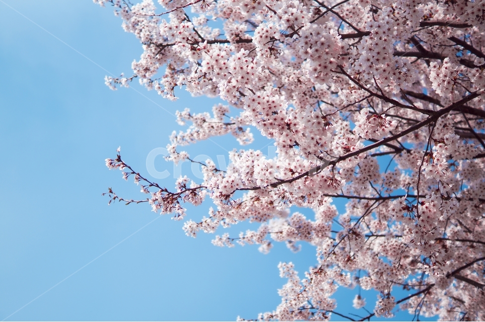 벚꽃,풍경,봄꽃,벚꽃나무,꽃,봄,봄,계절,spring,season,plant,식물,flower,blossom