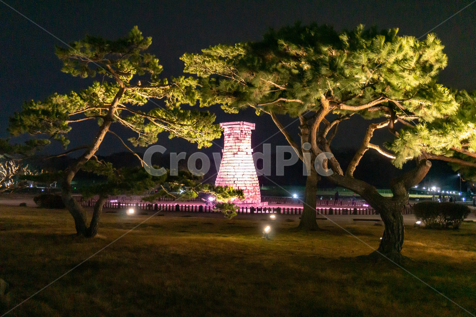 Cheomseongdae,pine tree,tourist destination,night,landmark,Gyeongju,landscape