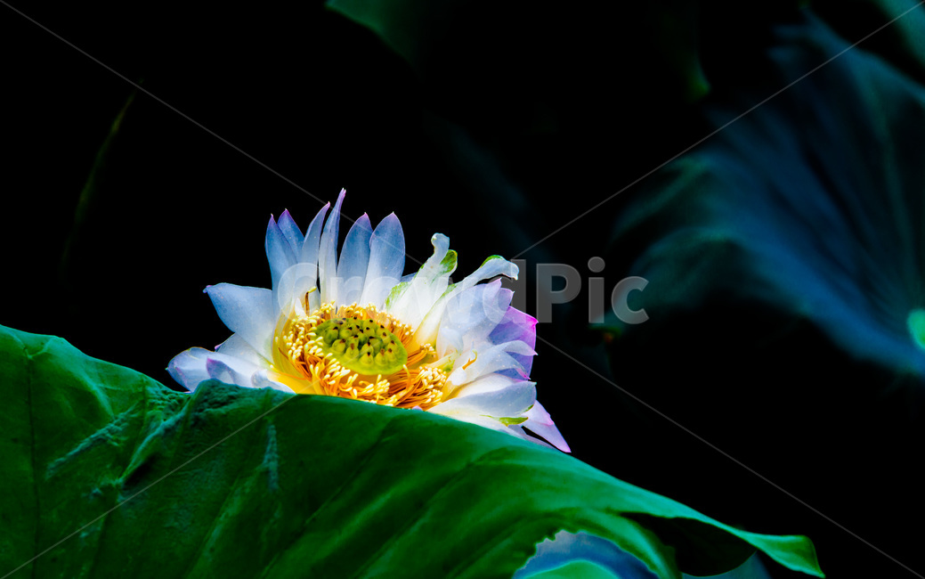 연꽃,꽃,연잎,문양,무늬,자연,식물,자연,plants,nature,꽃,flower
