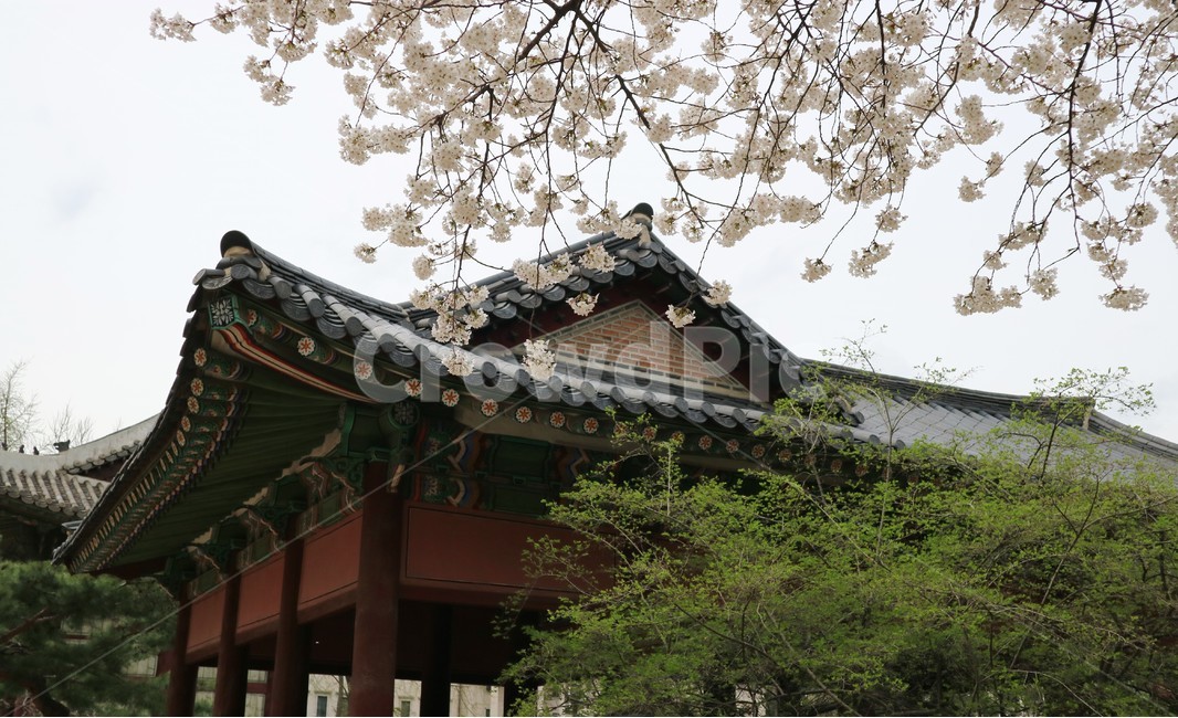 서울,덕수궁,벚꽃,처마,풍경,봄,계절,spring,season,한국전통,한국문화,korean traditional,korean culture,건축물,건물외관,exterior,building,structure,architecture,construction