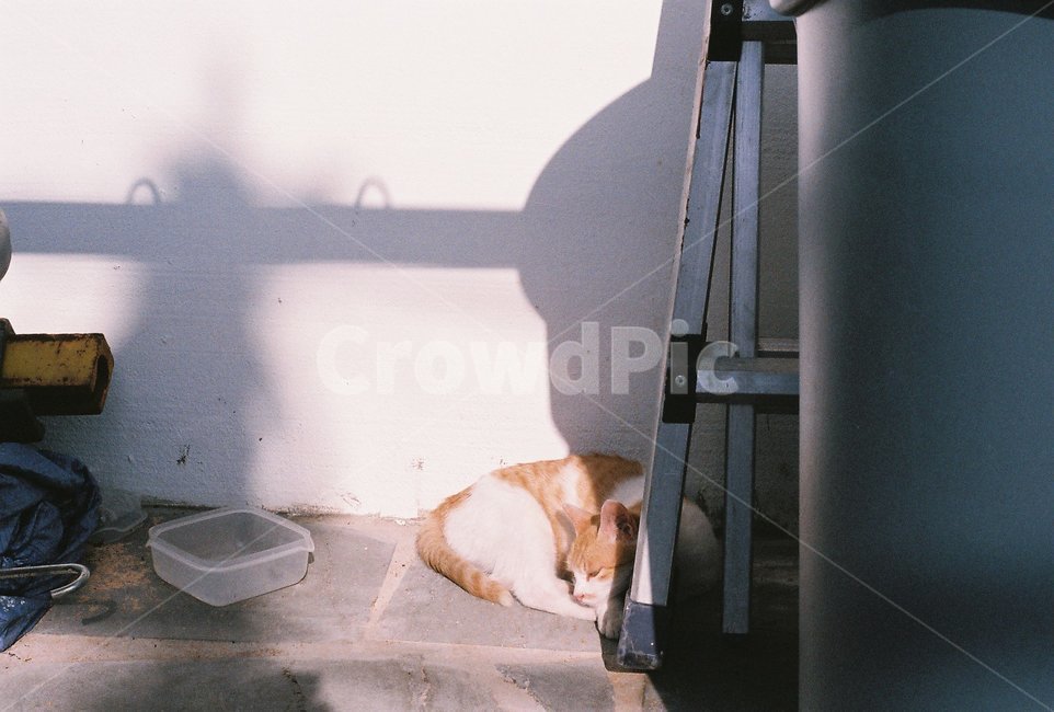 길고양이,고양이,동물,cat,자는고양이,동물,animal,포유류,mammal,고양이,cat,kitten,kitty,휴식,힐링,rest,relaxation,healing